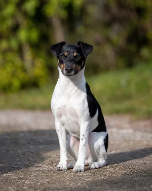 Danish-Swedish Farmdog — sitting