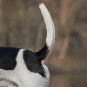 Danish-Swedish Farmdog — tail