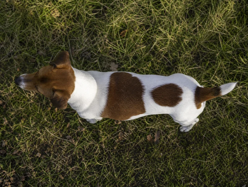 Danish-Swedish Farmdog — top
