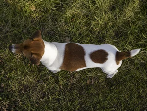 Danish-Swedish Farmdog — top