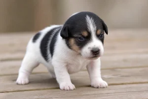 Danish-Swedish Farmdog — young puppy (~1 mo)