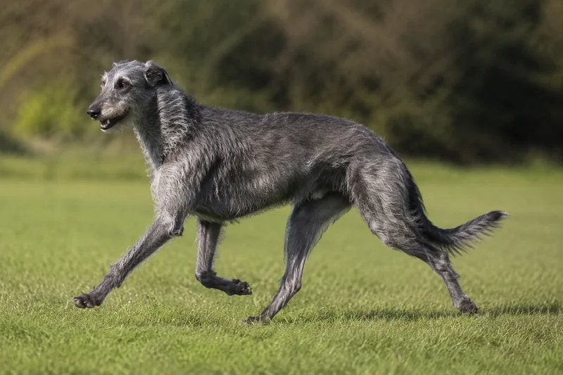 Deerhound — running