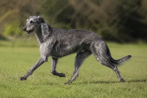Deerhound — running