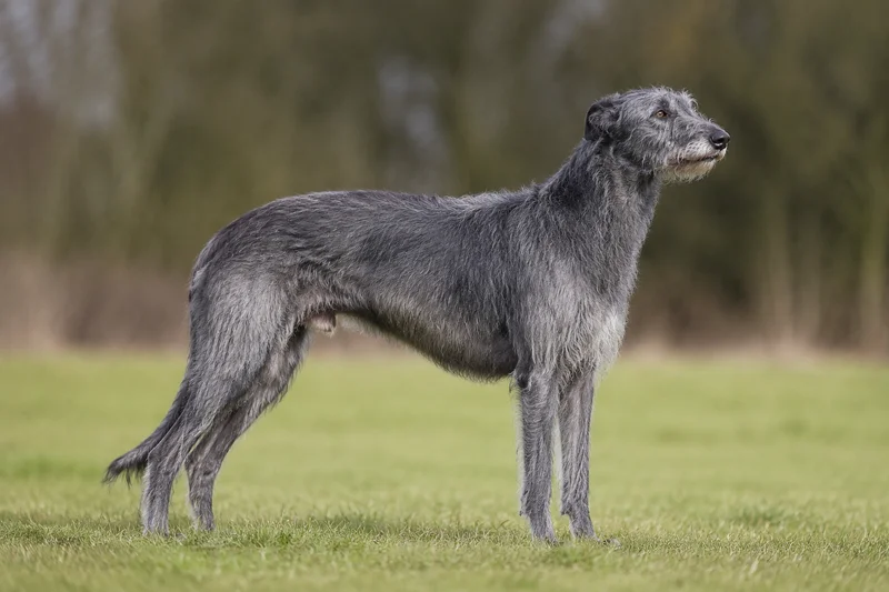 Deerhound — adult