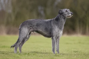 Deerhound — adult