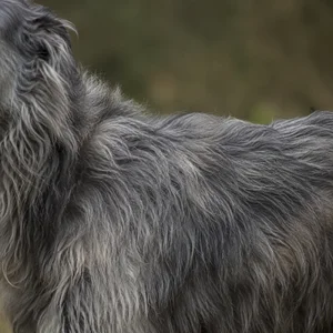 Deerhound — coat texture