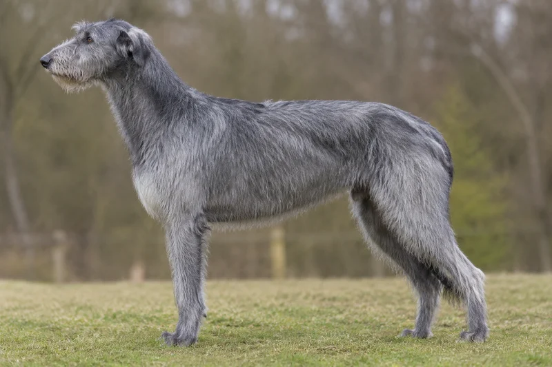 Deerhound — Blue-gray coat