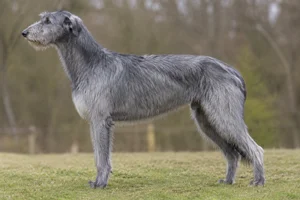 Deerhound — Blue-gray coat