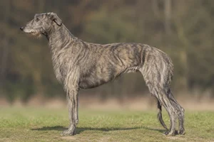 Deerhound — Brindle coat