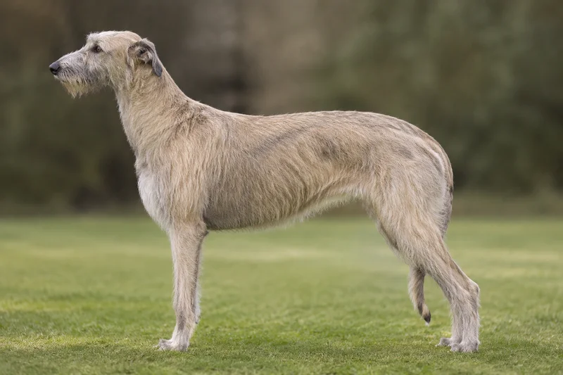 Deerhound — Fawn coat