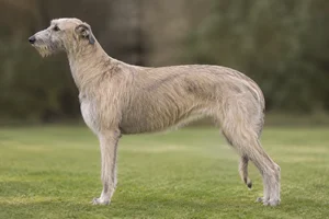 Deerhound — Fawn coat