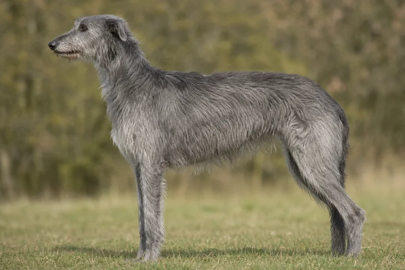 Deerhound — Gray coat