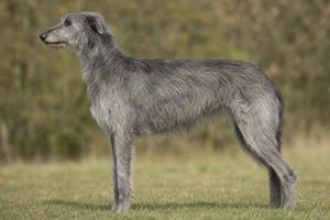 Deerhound — Gray coat
