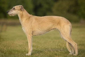 Deerhound — Yellow coat