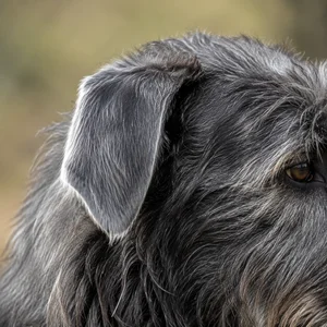 Deerhound — ears