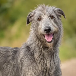 Deerhound — happy