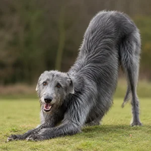Deerhound — playful