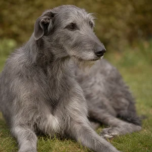 Deerhound — relaxed