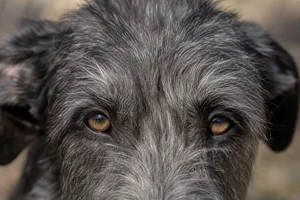 Deerhound — eyes