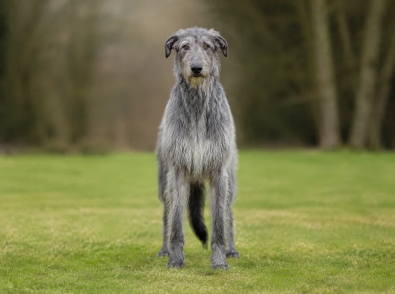 Deerhound — front