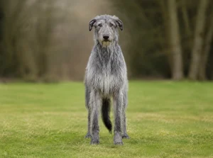Deerhound — front