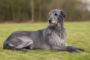 Deerhound — lying down