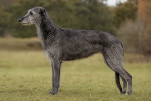 Deerhound dog