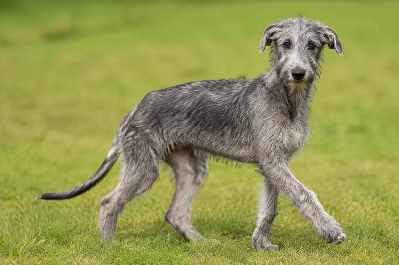 Deerhound — puppy (~4 mo)