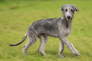 Deerhound — puppy (~4 mo)