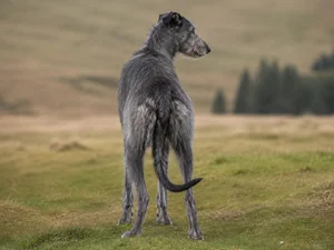 Deerhound — rear