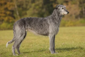 Deerhound — senior