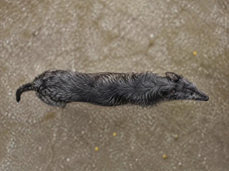 Deerhound — top