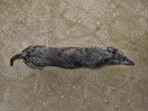 Deerhound — top