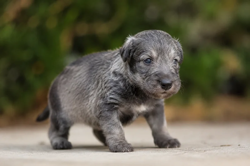 Deerhound — young puppy (~1 mo)