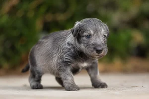 Deerhound — young puppy (~1 mo)