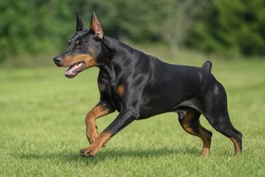 Doberman Pinscher — running