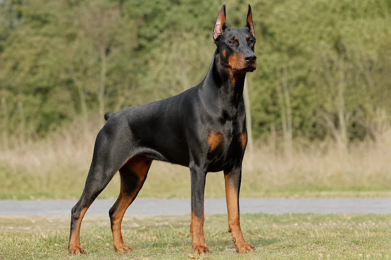 Doberman Pinscher — adult