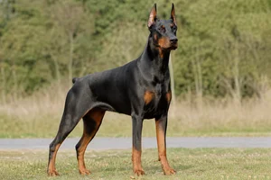 Doberman Pinscher — adult
