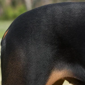 Doberman Pinscher — coat texture