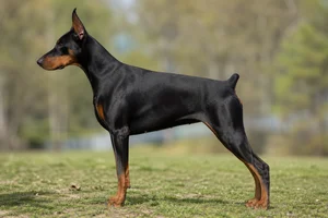 Doberman Pinscher — Black and Rust coat