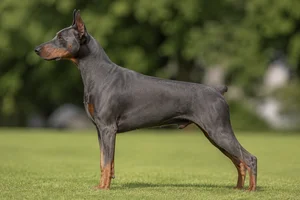 Doberman Pinscher — Blue and Rust coat