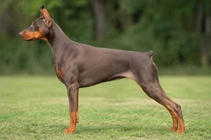 Doberman Pinscher — Fawn and Rust coat