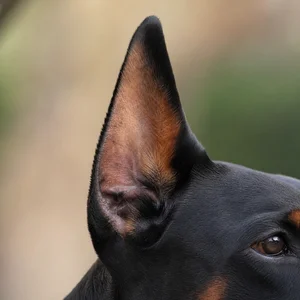 Doberman Pinscher — ears