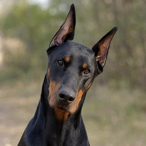 Doberman Pinscher — alert