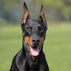 Doberman Pinscher — happy