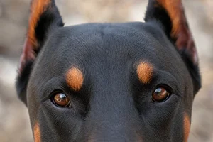 Doberman Pinscher — eyes