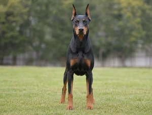Doberman Pinscher breed photo