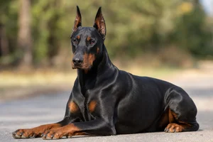 Doberman Pinscher — lying down
