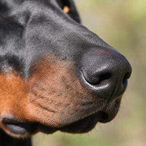 Doberman Pinscher — nose