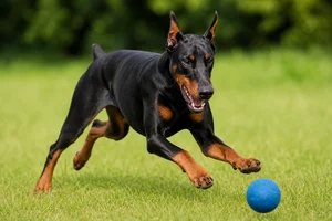 Doberman Pinscher — playing